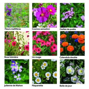 Coffret jardin 40 sachets de graines