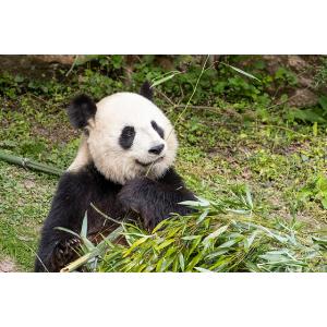 Coffret cadeau ZooParc de Beauval Séjour